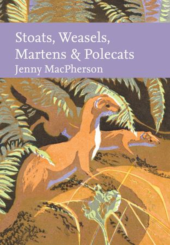 Stoats, Weasels, Martens and Polecats (ebok) av Jenny MacPherson