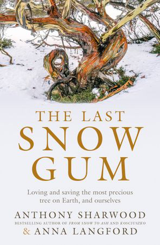 The Last Snow Gum