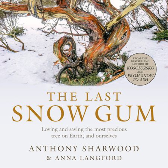 The Last Snow Gum