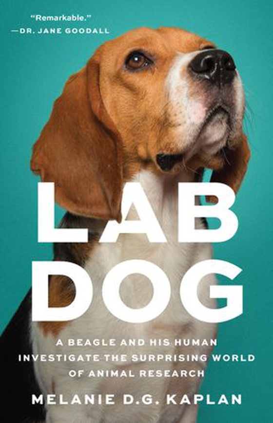 Lab Dog