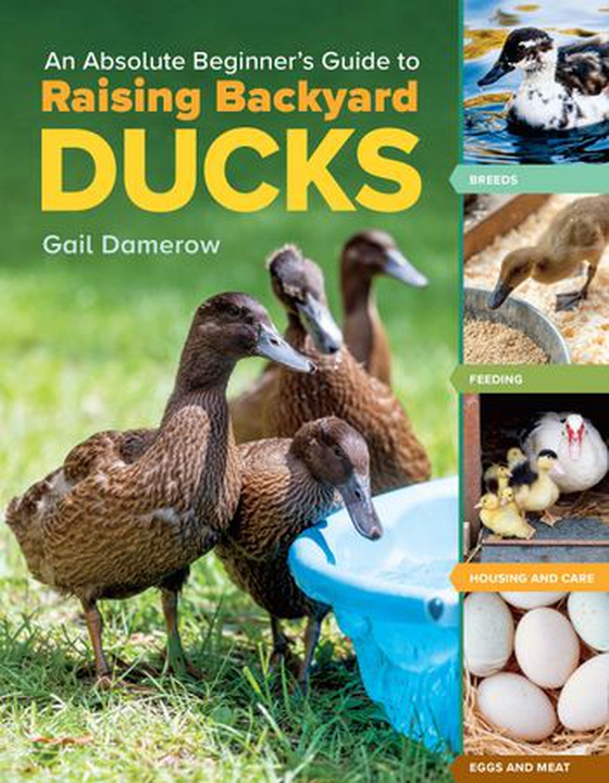 An Absolute Beginner's Guide to Raising Backyard Ducks - Breeds, Feeding, Housing and Care, Eggs and Meat (ebok) av Gail Damerow