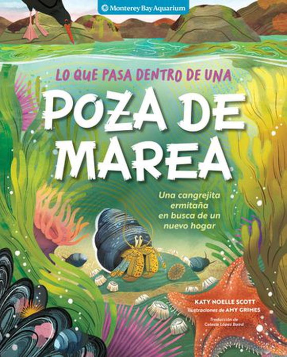 Lo que pasa dentro de una poza de marea