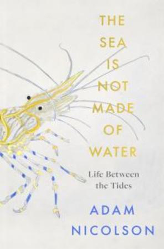 Life Between the Tides