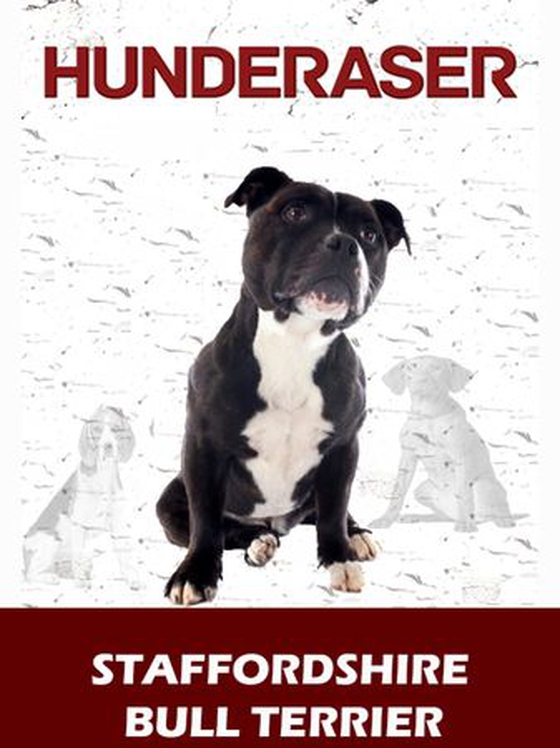 Staffordshire bull terrier