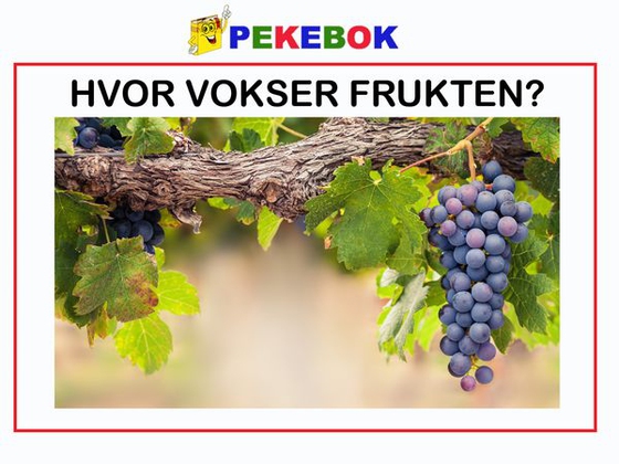 Hvor vokser frukten
