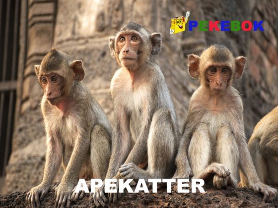 Apekatter