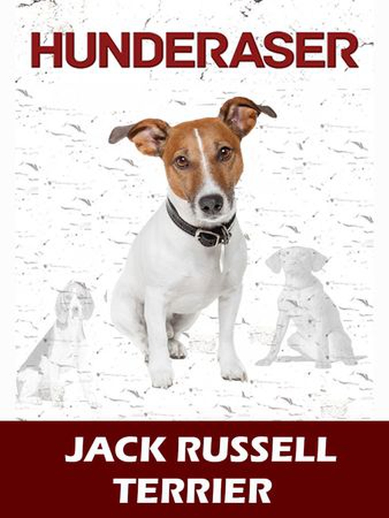 Jack Russel terrier