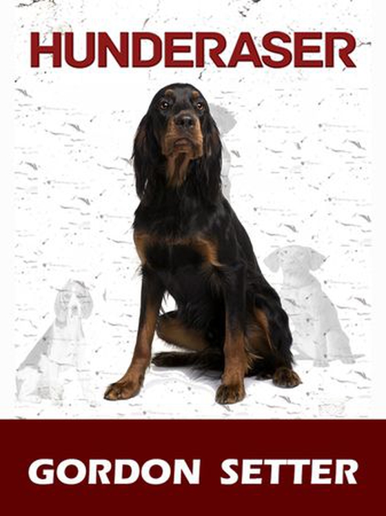 Gordon setter