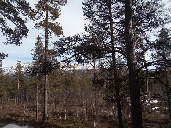 Folket på skrevolla