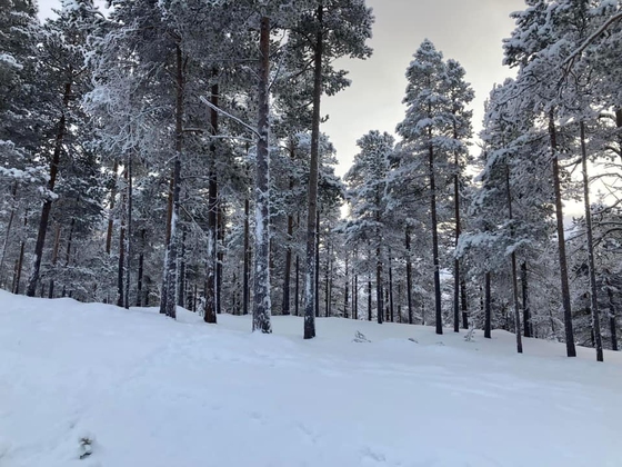 Når jula kom oppi Storrøstlia