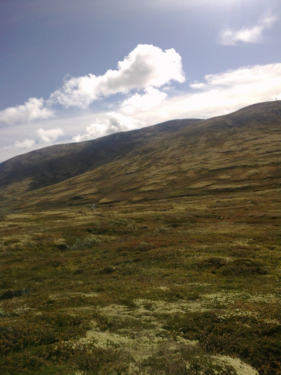 Tuntreet - Vi møter tuntreet og følger det gjennom dens liv. (ebok) av Helge  Midtdal
