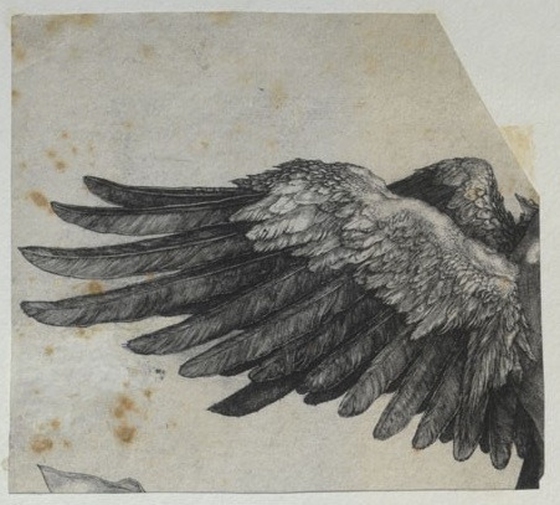 Falt en liten blåfugl